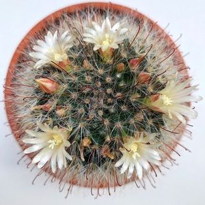 Meet your Posher, Miranda